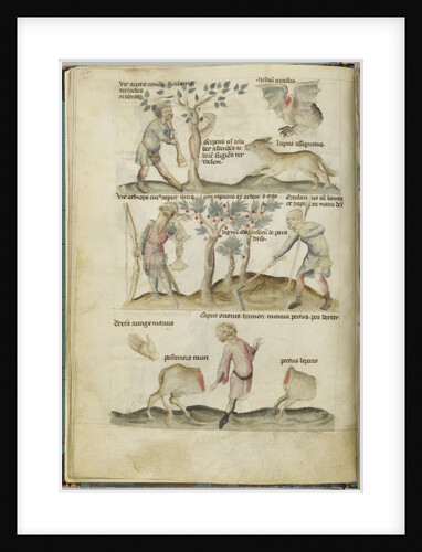 Liber Astrologiae by Anonymous