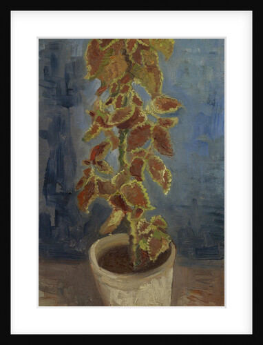 Flame Nettle in a Flowerpot by Anonymous