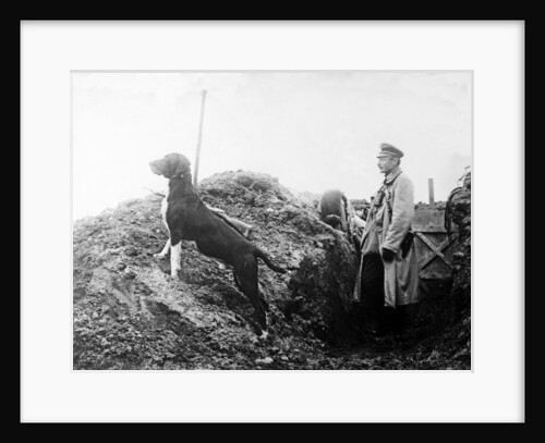 German Officer with his dog in the trenches, c.1914 by Anonymous