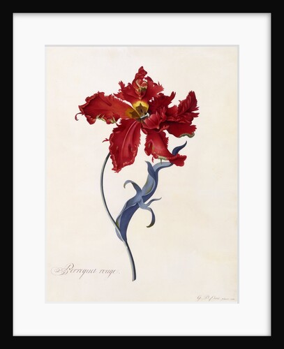 Perroquet Rouge, c. 1744 by Anonymous
