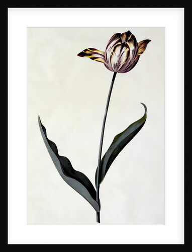 Tulip, c. 1745 by Anonymous
