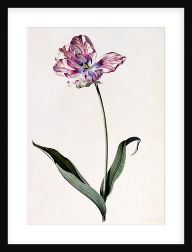 Tulip, c. 1745 by Anonymous