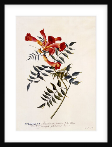Bignonia Americana, c. 1743 by Anonymous