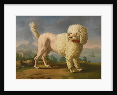 Portrait of Codina, believed to be lady Hamiltons poodle, the bay of Naples with a British man-of-w by Anonymous