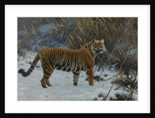 A tiger in the snow by Anonymous