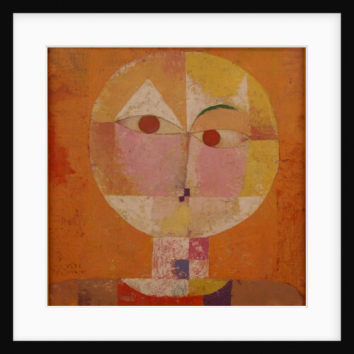 Senecio (Baldgreis) by Anonymous