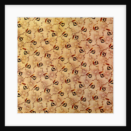 Cotton Print by Anonymous