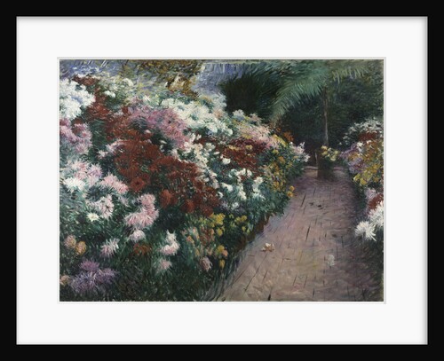Chrysanthemums, 1888 by Anonymous