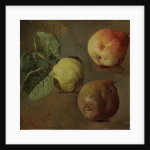 Quince, 1853 by Anonymous