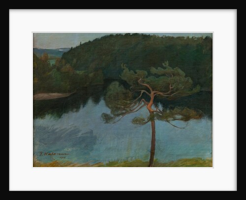 Pine tree by the shore, 1900 by Anonymous