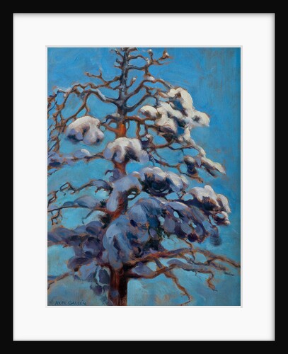 Snowy Pine Tree, 1899 by Anonymous