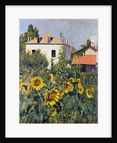 Sunflowers, Garden at Petit Gennevilliers, ca 1885 by Anonymous