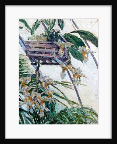 Orchids, 1893 by Anonymous