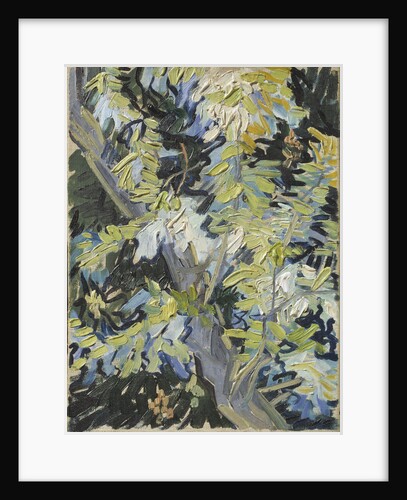 Acacia Flowering by Anonymous