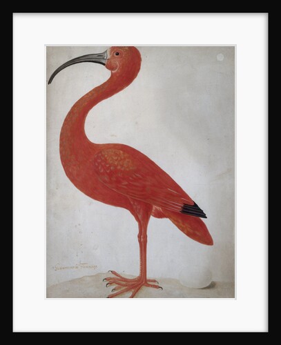 Scarlet Ibis with an Egg, um 1700 by Anonymous