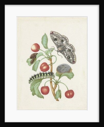 Transformation of the Night Peacock Eye, 1679 by Anonymous