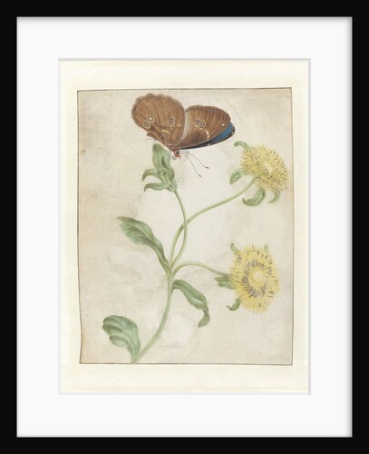 Butterfly on the bud of a plant with yellow flowers, 1695 by Anonymous