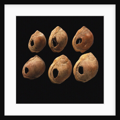 Perforated shell beads from Blombos Cave, South Africa. The oldest artifact of mankind, 70th millenn by Anonymous
