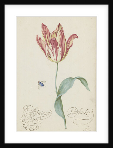 Study of a tulip (Admiral Pottebacker) and a fly, 1620-1629 by Anonymous