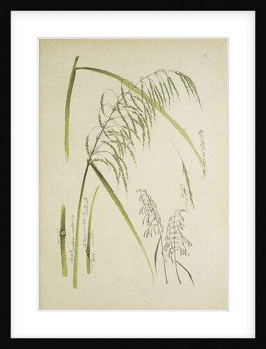 Study of grass. From: Le Japon Artistique. Documents dart et dindustrie réunis, May 1888, 1845 by Anonymous