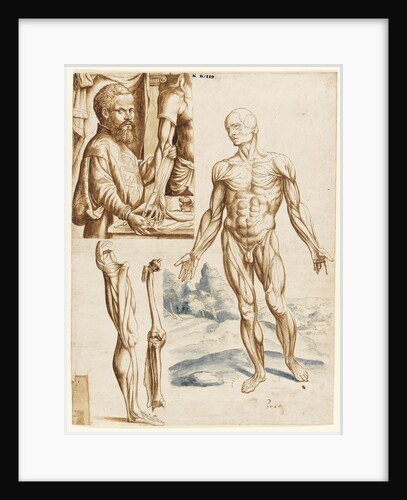Écorché with Portrait of Andreas Vesalius, 1545 by Anonymous