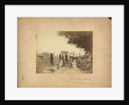 Slaves working in the sweet potato fields on the Hopkinson plantation, 1862 by Anonymous