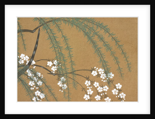 Yanagi Sakura by Anonymous