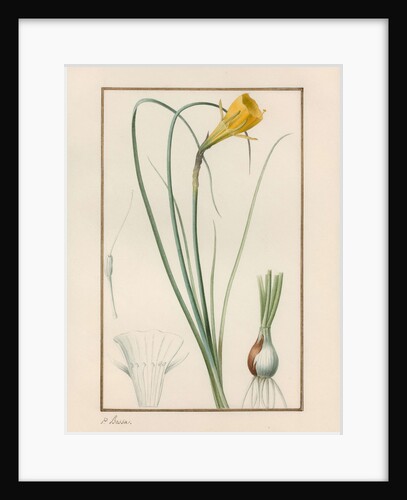 Petticoat daffodil (Narcissus bulbocodium) by Anonymous