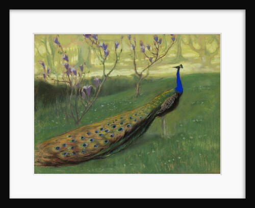 Peacock, after 1900 by Anonymous