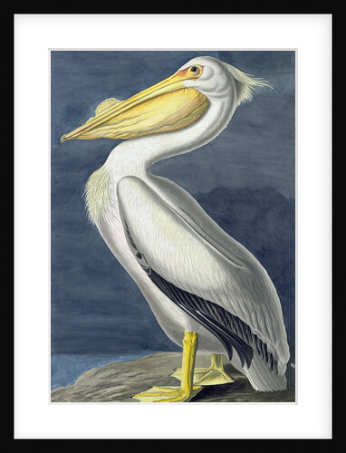 American White Pelican, Pelecanus Erythrorhynchos, 1845 by John J. Audubon