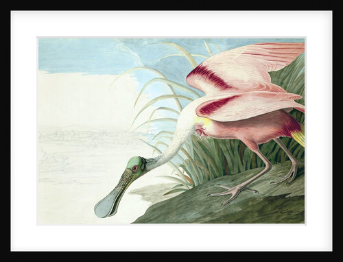 Roseate Spoonbill, Platalea Ajaja, 1845 by John J. Audubon