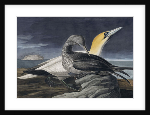 Northern Gannet, Morus Bassanus, 1845 by John J. Audubon