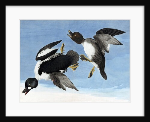 Common Goldeneye, 1845 by John J. Audubon