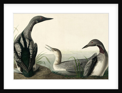 Black-throated Diver, Colymbus Arcticus, 1845 by John J. Audubon