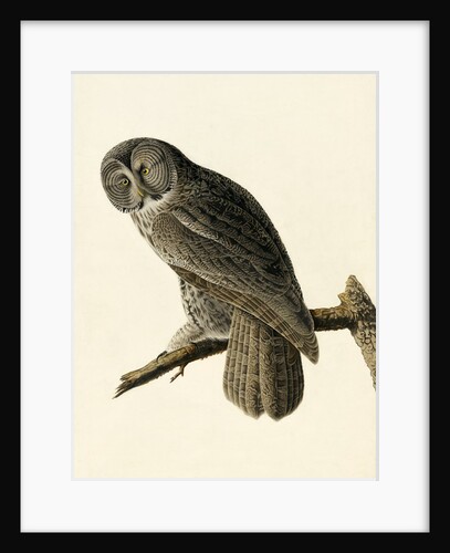 Great Cinereous Owl, Strix Nebulosa, 1845 by John J. Audubon