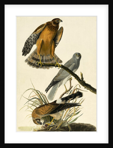 Hen Harrier, Circus Cyaneus, 1845 by John J. Audubon
