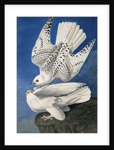 Jer or Iceland Falcon, Falco Islandicus, 1845 by John J. Audubon