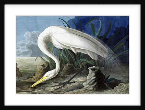 Great Egret, Casmerodius Albus, 1845 by John J. Audubon