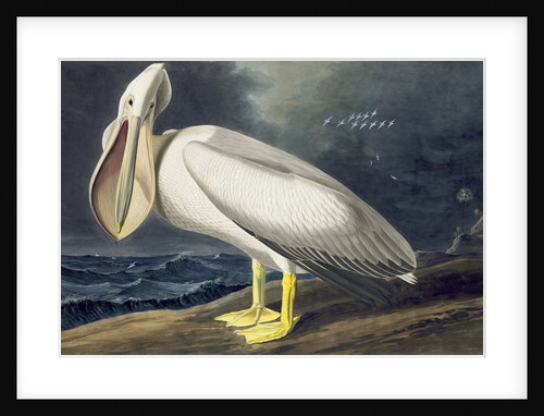 American White Pelican, Pelecanus Erythrorhynchos, 1845 by John J. Audubon