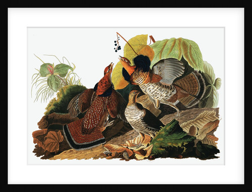 Ruffed Grouse, Tetrao Umbellus, 1845 by John J. Audubon