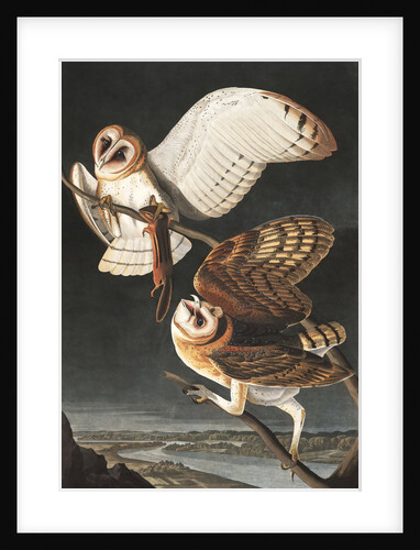 Barn Owl, Tyto Alba, 1845 by John J. Audubon