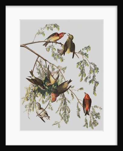 Red Crossbill, Loxia Curvirostra, 1845 by John J. Audubon