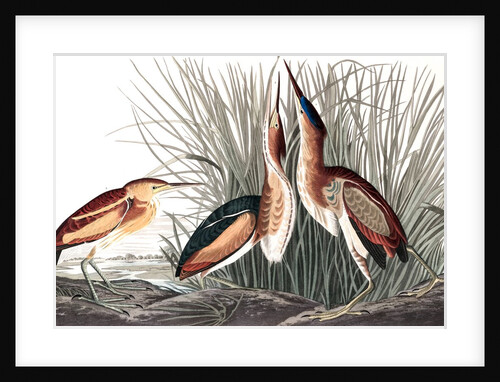 Least Bittern, Ixobrychus Exilis, 1845 by John J. Audubon