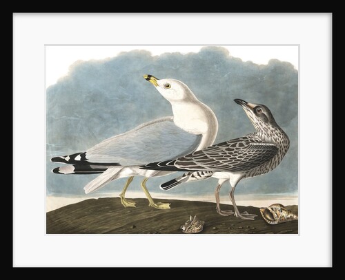Ring-Billed Gull, Larus Delawarensis, 1845 by John J. Audubon