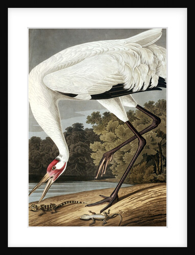 Hooping Crane, Grus Americana, 1845 by John J. Audubon