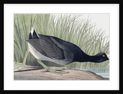 American Coot, Fulica Americana, 1845 by John J. Audubon