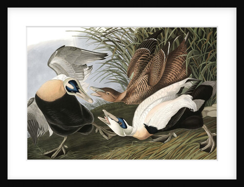 Eider Duck, Fuligula Mollissima, 1845 by John J. Audubon