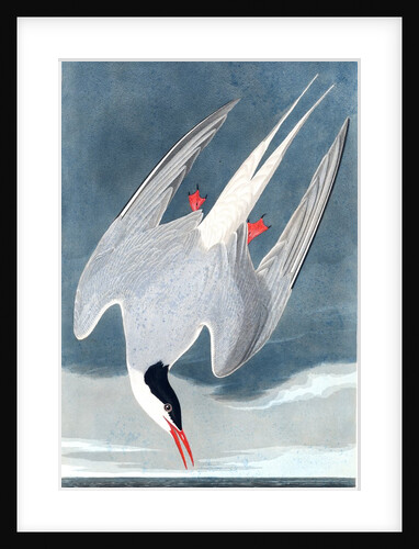 Arctic Tern, Sterna Paradisaea, 1845 by John J. Audubon