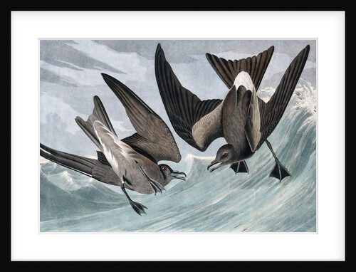Fork Tailed Petrel, Thalassidroma Leachii, 1845 by John J. Audubon