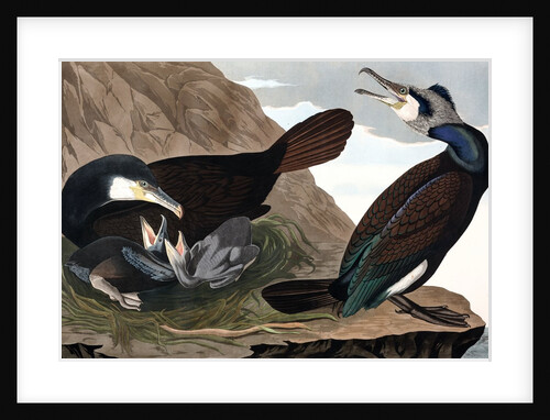 Common Cormorant, Phalacrocorax Carbo, 1845 by John J. Audubon